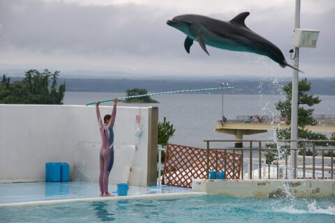 A bottlenose dolphin jumping at Notojima Aquarium, Ishikawa, Japan.