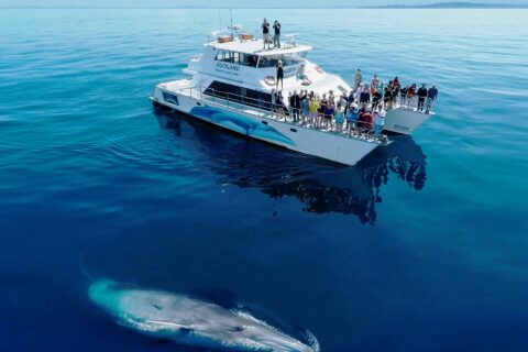 A Bryde's Whale is viewed from Auckland Whale & Dolphin Safari's research vessel the 'Dolphin Explorer' during a whale watching trip into the Hauraki Gulf Marine Park.