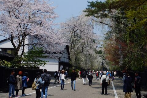 満開の桜と観光客でにぎわう武家屋敷通り(秋田県仙北市 角館)