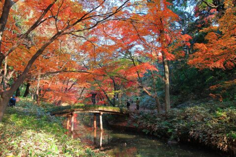 六義園 山陰橋（やまかげばし）の紅葉（東京都文京区）