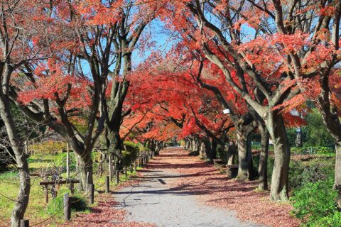 ​東京大学大学院理学系研究科附属植物園のイロハモミジ（東京都文京区）