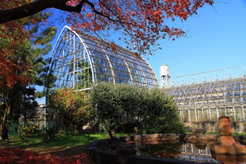 東京大学大学院理学系研究科附属植物園 温室（東京都文京区）