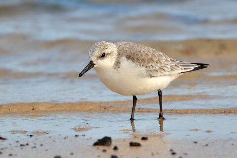 Sanderling Calidris alba on Fuerteventura, Canary Islands