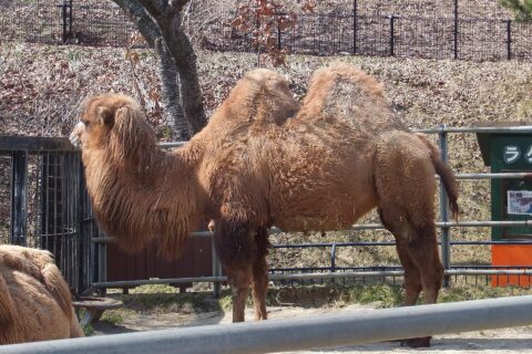 フタコブラクダ（秋田市大森山動物園）