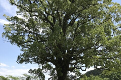 Araho Shrine — photo 4
