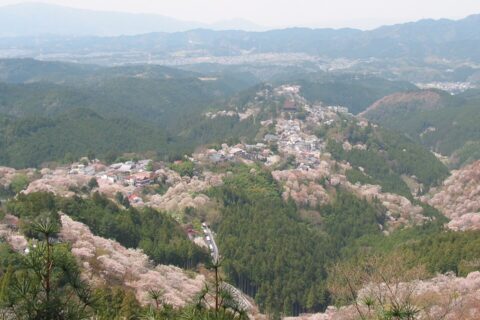 吉野山の桜（ヤマザクラ）の開花 （奈良県吉野郡吉野町吉野山で撮影）