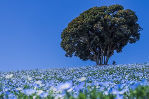 千葉県 マザー牧場 ネモフィラの季節