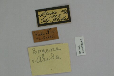 Specimen of the species Colias arida arida from the collection of the Museum für Naturkunde; ♂ labels; scalebar=1 cm