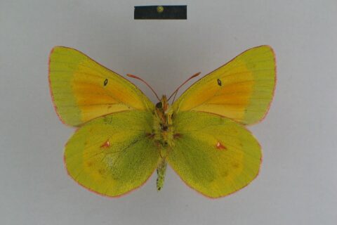 Specimen of the species Colias arida arida from the collection of the Museum für Naturkunde; ♂ ventral side; scalebar=1 cm