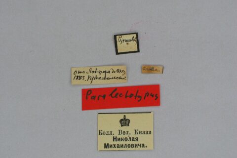 Paralectotype of the species Colias arida arida from the collection of the Zoological Museum of the Zoological Institute of the Russian Academy of Sciences (Berlin); ♂ labels; scalebar=1 cm