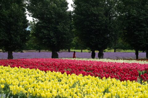 Furano Lavender Fields: Colors at Tomita Farm