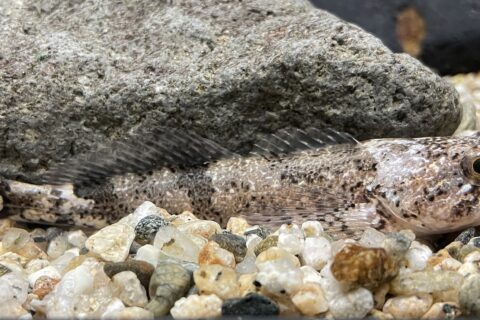 ウツセミカジカ。なかがわ水遊園飼育展示個体。