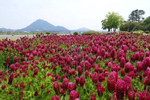 Mount Mikami — photo 7