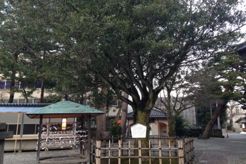 尾山神社・ イスノキ