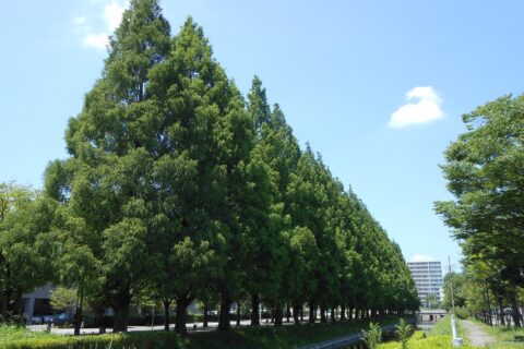 Metasequoia trees in Don-don-don No Mori, Saga city.