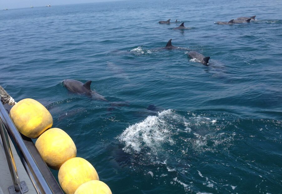 Dolphin watching (Amakusa), Kumamoto