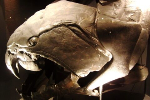 ダンクルオステウス（Dunkleosteus sp.）の頭骨。国立科学博物館の展示。