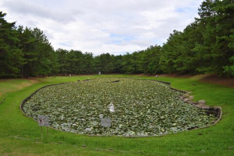 江田神社 (宮崎市) 御池 (北より)