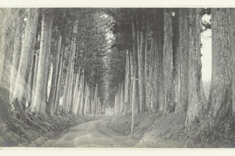 IdentificatieTitel(s): Een laan met hoge bomen, Nikko (?), JapanObjecttype: foto Objectnummer: RP-F-2000-9-34VervaardigingVervaardiger: fotograaf: Jan Adriani (omgeving van)Plaats vervaardiging: JapanDatering: 1907Fysiek