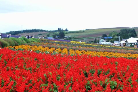 Furano Lavender Fields — photo 9
