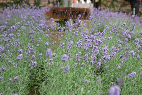 Furano Lavender Fields: A field of lavender. Farm Tomita. Furano, Hokkaido, Japan.
