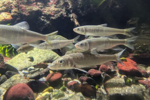 Kamogawa Sea World (public aquarium)