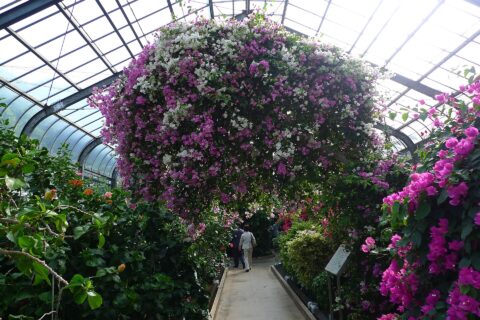 花。熱川バナナワニ園（静岡県賀茂郡東伊豆町）