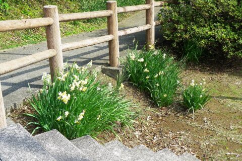 ​和歌山縣串本町紀伊大島日美修交記念館前步道旁綻放的野花。