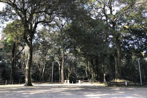 千栗八幡宮の社叢