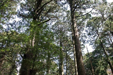 屋久島の森林