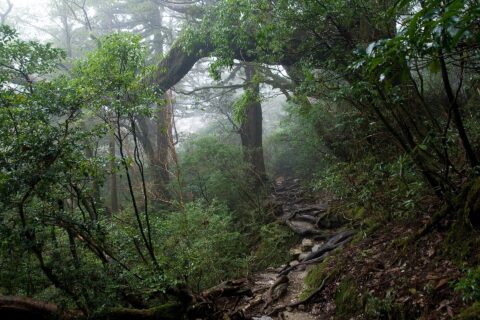 屋久島の森林