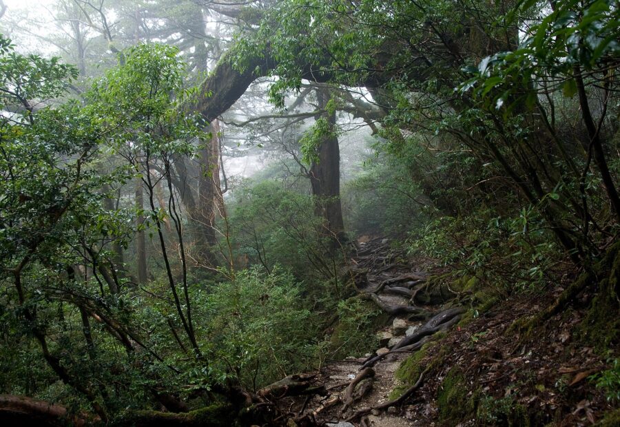 Yakushima (Miyanoura), Kagoshima