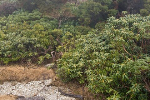 屋久島の森林