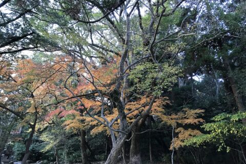 Sumiyoshi Shrine (Shimonoseki) — photo 9