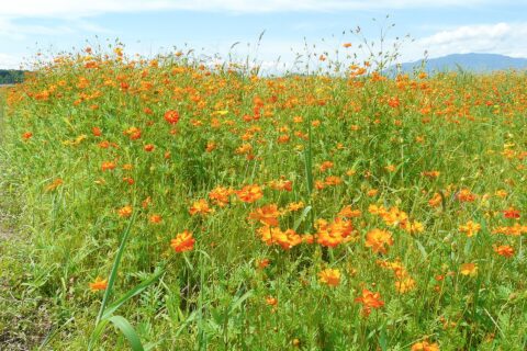奈良県橿原市と明日香村にあった飛鳥時代の都城の藤原宮跡の醍醐池西側の約7,000 平方メートルに咲く約100万本のキバナコスモス。