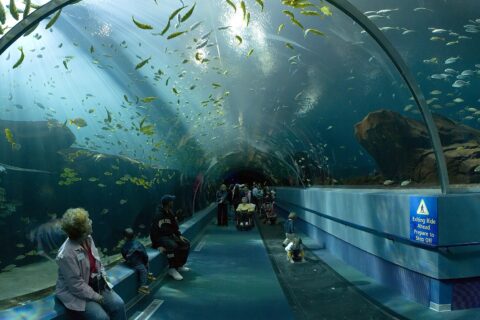 The Ocean Voyager exhibit tunnel. This image is a panorama of 3 stitched photos to give a greater angle of view. Taken by myself on January 23rd with a Canon 5D and 17-40mm f/4L.