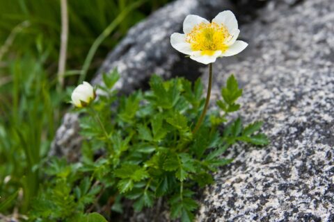 ​チングルマ (学名:Geum pentapetalum)