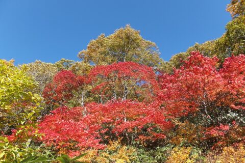 ​八幡平大沼の紅葉