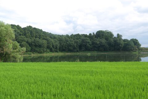 箸中大池と箸墓古墳