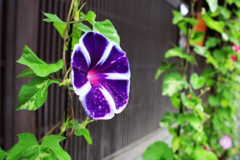 Former geisha district
