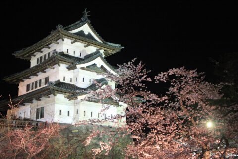 The night view of Hirosaki Castle with cherry blossom