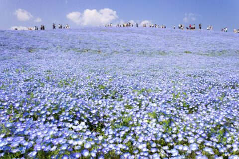 ひたち海浜公園,ネモフィラ。茨城県。