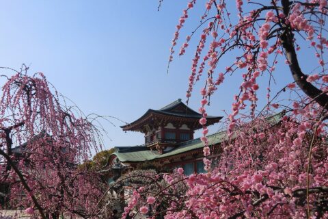 防府天満宮と境内の梅林