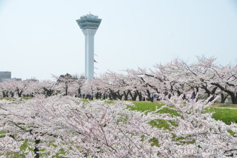 「北海道 満開の五稜郭の桜」FIND/47プロジェクトより
