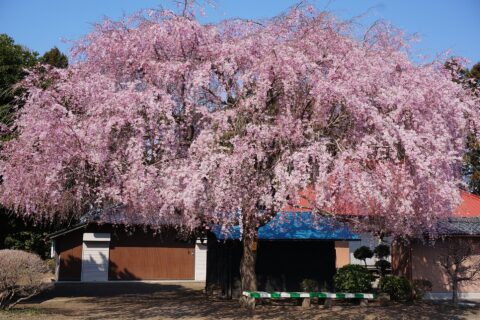 埼玉県北本市の放光寺にある三春滝桜の子孫樹。