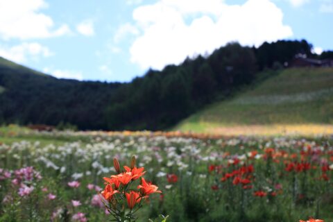 Hunter Mountain Shiobara sits on the northwest slope of Mt. Takaharayama, about 150 minutes from Tokyo. In summer, the ski slope transforms into Japan's largest lily park, while autumn visitors can enjoy panoramic foliag