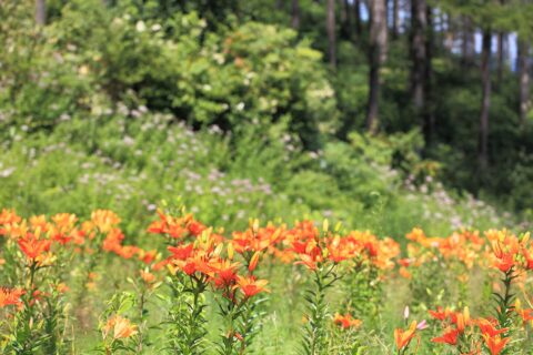 Hunter Mountain Shiobara sits on the northwest slope of Mt. Takaharayama, about 150 minutes from Tokyo. In summer, the ski slope transforms into Japan's largest lily park, while autumn visitors can enjoy panoramic foliag