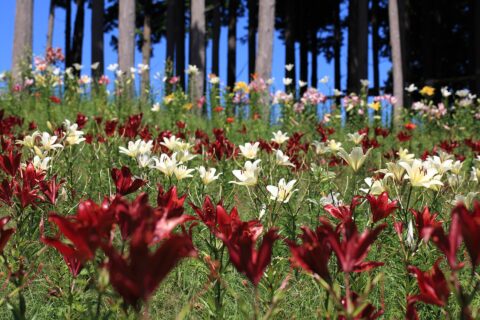 Hunter Mountain Shiobara sits on the northwest slope of Mt. Takaharayama, about 150 minutes from Tokyo. In summer, the ski slope transforms into Japan's largest lily park, while autumn visitors can enjoy panoramic foliag