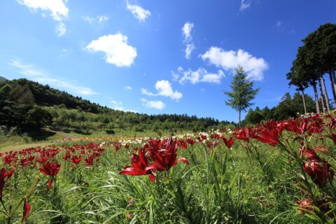 Hunter Mountain Shiobara sits on the northwest slope of Mt. Takaharayama, about 150 minutes from Tokyo. In summer, the ski slope transforms into Japan's largest lily park, while autumn visitors can enjoy panoramic foliag