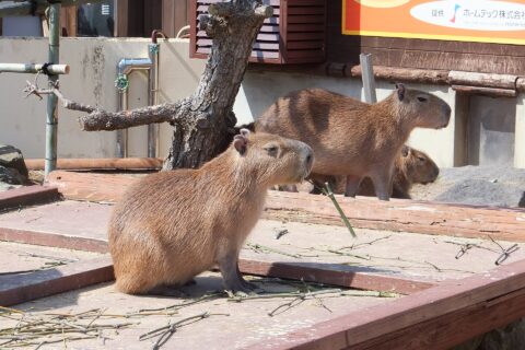 カピバラ（秋田市大森山動物園）